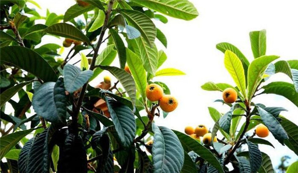 为什么家里不能栽枇杷(种枇杷树招鬼),种枇杷树的忌讳