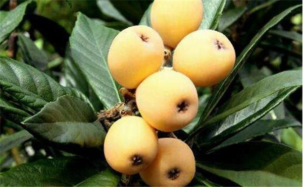 为什么家里不能栽枇杷(种枇杷树招鬼),种枇杷树的忌讳