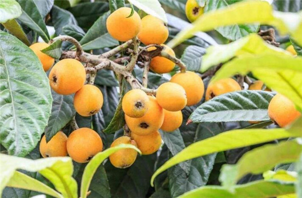 为什么家里不能栽枇杷(种枇杷树招鬼),种枇杷树的忌讳