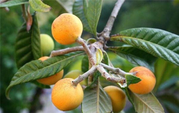 为什么家里不能栽枇杷(种枇杷树招鬼),种枇杷树的忌讳