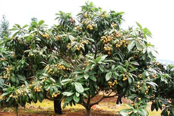 为什么家里不能栽枇杷(种枇杷树招鬼),种枇杷树的忌讳