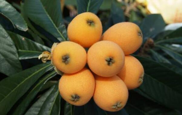 为什么家里不能栽枇杷(种枇杷树招鬼),种枇杷树的忌讳