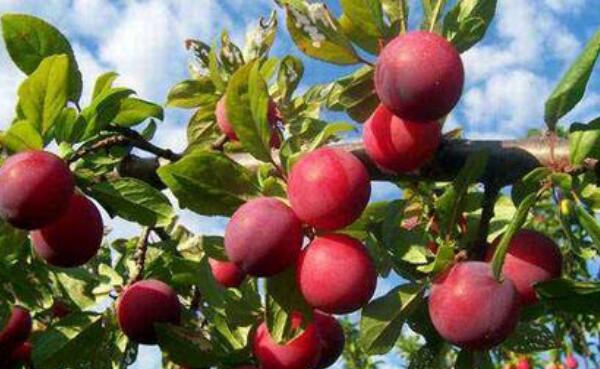 最甜的李子品种,口感最好李子品种