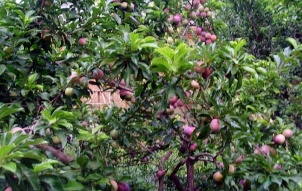 最甜的李子品种,口感最好李子品种