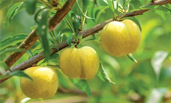 最甜的李子品种,口感最好李子品种