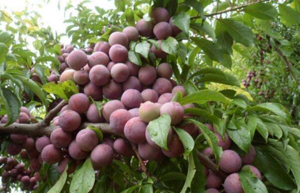 最甜的李子品种,口感最好李子品种