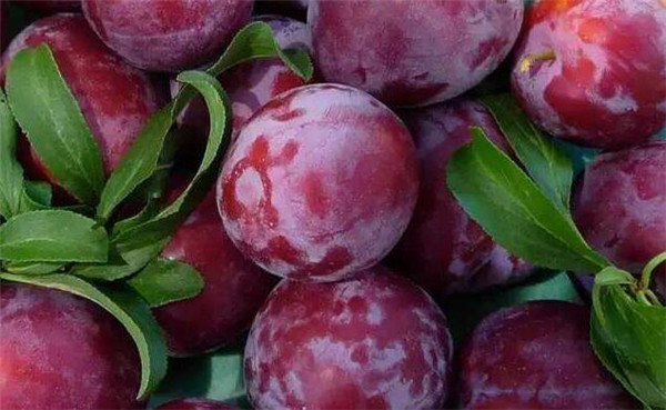 中国哪些地方种植西梅,西梅中国哪里可以种植