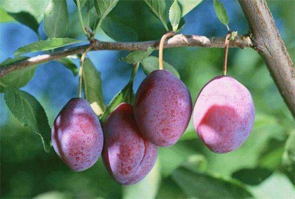 中国哪些地方种植西梅,西梅中国哪里可以种植