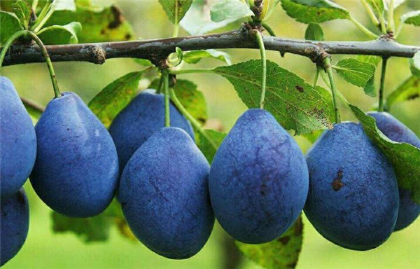 中国哪些地方种植西梅,西梅中国哪里可以种植