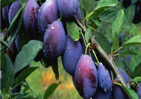 西梅的产地在哪里,四大西梅最好品种