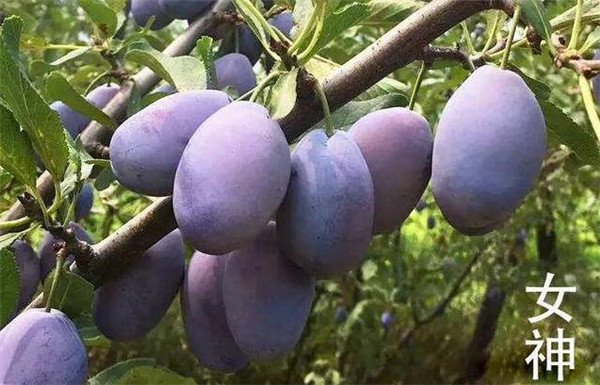 西梅的产地在哪里,四大西梅最好品种