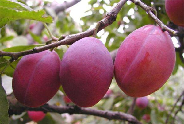 西梅的产地在哪里,四大西梅最好品种