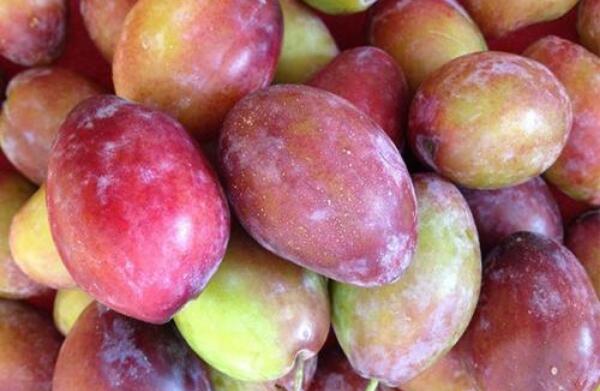 西梅的产地在哪里,四大西梅最好品种