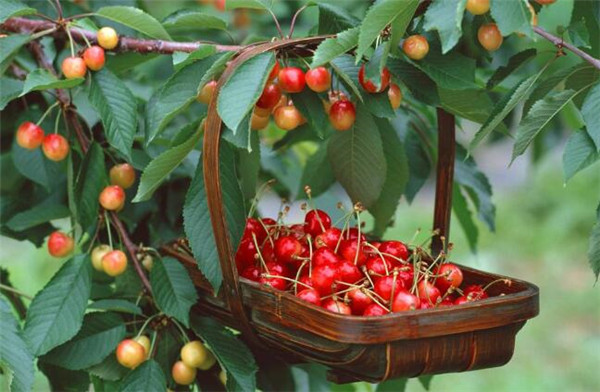 儿童缺铁性贫血吃什么水果好,儿童缺铁性贫血吃红枣香蕉荔枝樱桃