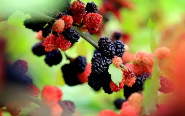 桑葚怎么洗才干净,桑葚怎么洗怎么吃法