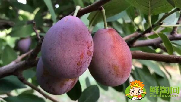 哪个品种的西梅最甜,新疆喀什法兰西西梅糖度能达到22-25%