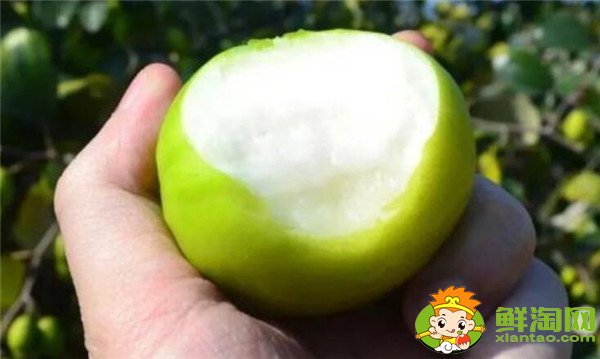 青枣可以减肥吗,牛奶青枣的营养价值