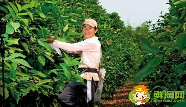 莲雾种植多久结果,莲雾种植条件管理技术(温度、密度)