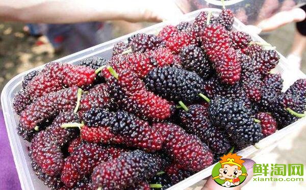 孕妇可以吃桑葚吗(孕妇能吃桑葚十颗最多),吃桑葚有什么好处