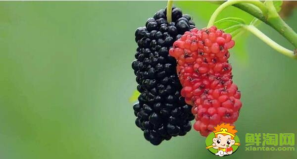 孕妇可以吃桑葚吗(孕妇能吃桑葚十颗最多),吃桑葚有什么好处