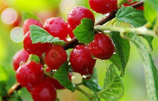 樱桃最新品种是什么,日本樱桃最新品种