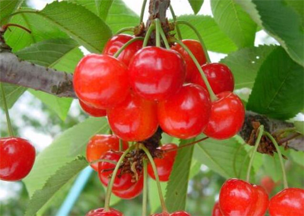 樱桃最新品种是什么,日本樱桃最新品种