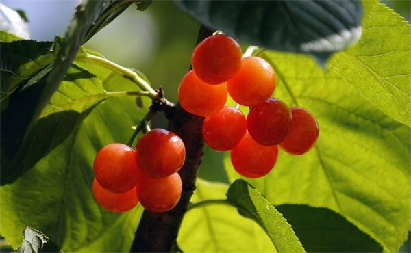 樱桃品种排名,樱桃品种大全