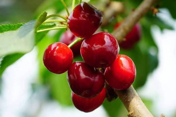 樱桃品种排名,樱桃品种大全