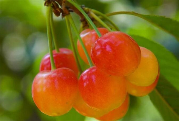 樱桃品种排名,樱桃品种大全