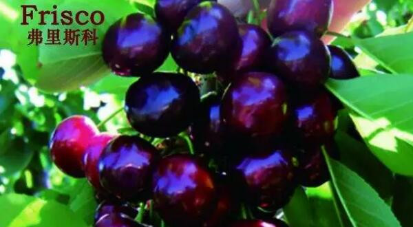 樱桃品种那种最好,目前最好的樱桃品种是什么