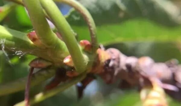 鸡心樱桃是什么品种,鸡心樱桃山东烟台地区位列第三位