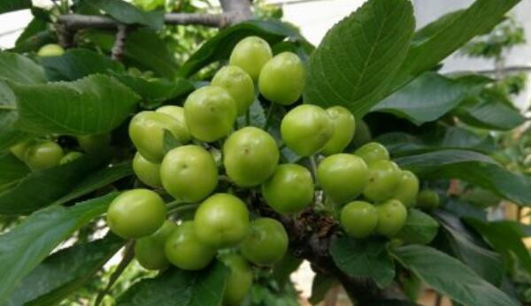 樱桃什么时候成熟季节,樱桃品种成熟时间排名(樱桃时间品种排名)