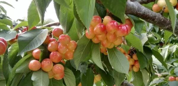 樱桃什么时候成熟季节,樱桃品种成熟时间排名(樱桃时间品种排名)