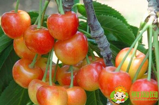 最大的樱桃是什么品种,特大樱桃品种排名