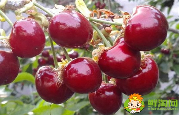 最大的樱桃是什么品种,特大樱桃品种排名