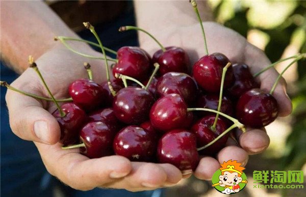 智利樱桃什么时候成熟,智利樱桃品种排名