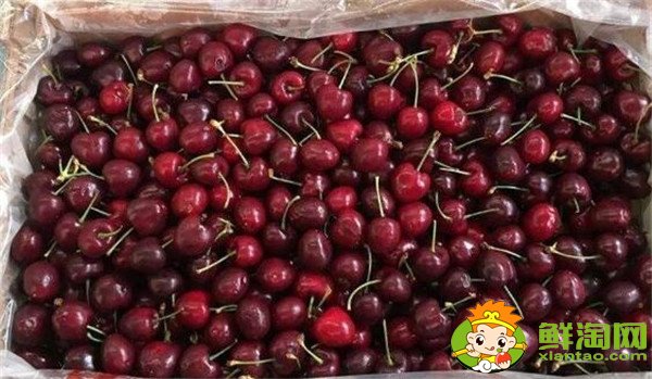 智利樱桃什么时候成熟,智利樱桃品种排名