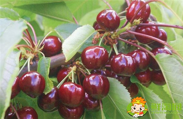 智利樱桃什么时候成熟,智利樱桃品种排名