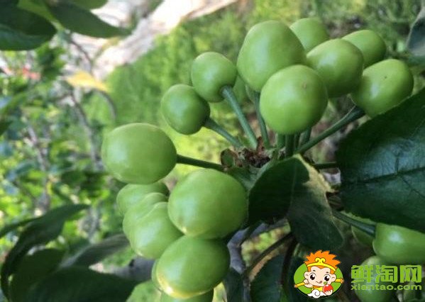 山东烟台的樱桃什么时候成熟,烟台樱桃成熟的季节初夏4月中旬