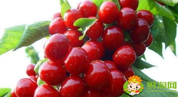 山东烟台的樱桃什么时候成熟,烟台樱桃成熟的季节初夏4月中旬