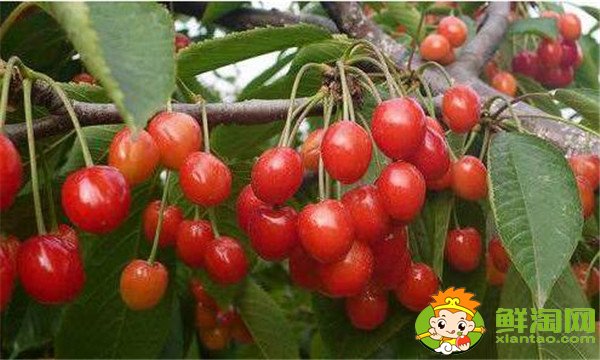 中国樱桃品种排名,中国本土樱桃品种那种最好