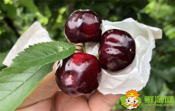 南方樱桃品种哪个好,南方樱桃品种大全图片