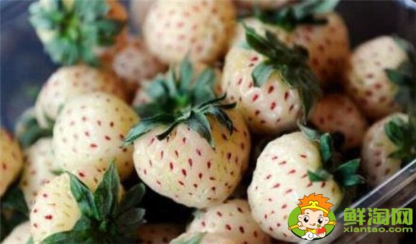 菠萝莓多少钱一斤,菠萝莓和白草莓的区别