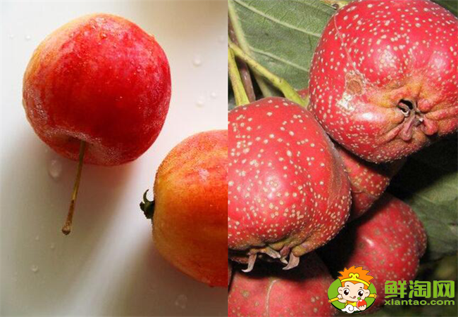 沙果和山楂能一起煮吗,沙果和山楂一起做罐头怎么做