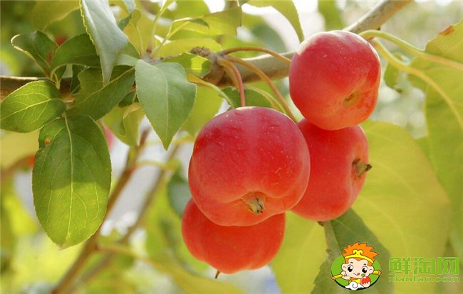 沙果和山楂能一起吃吗,沙果和山楂功效有什么区别