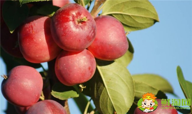 沙果和山楂能一起吃吗,沙果和山楂功效有什么区别