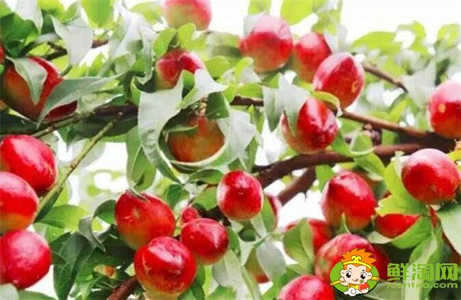 油桃是热性还是凉性的,油桃不能和什么一起吃