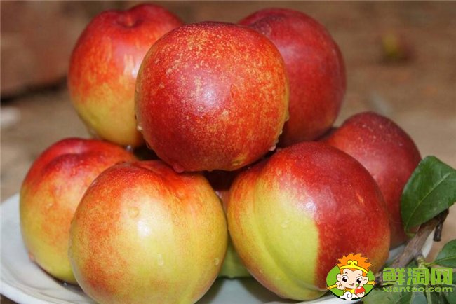 油桃是热性还是凉性的,油桃不能和什么一起吃