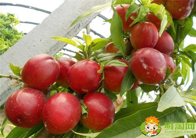 油桃是热性还是凉性的,油桃不能和什么一起吃