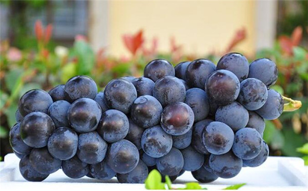 葡萄品种那种最好